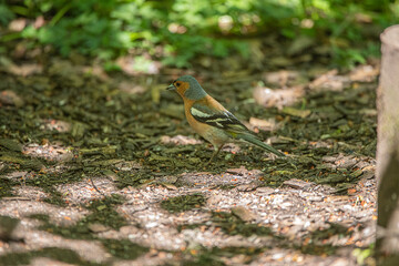 chaffinch 