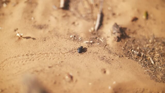 A desert beetle walking on the sand dunes