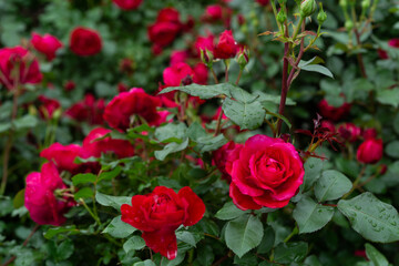 赤いバラ園