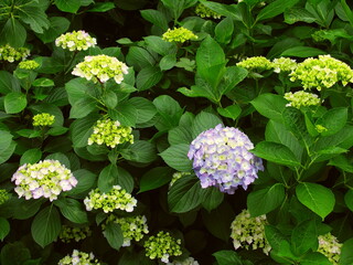 咲き始めた紫の紫陽花