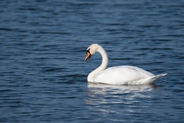 beautiful swan swimming on the lake