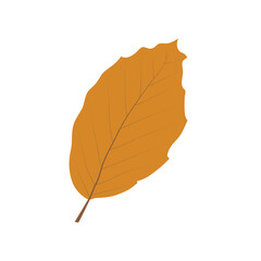 autumn leaf isolated on white