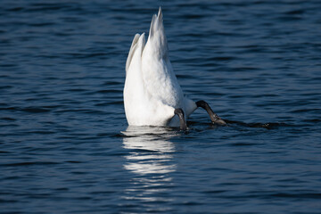 a swan diving in a lake looking for food