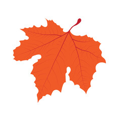 maple leaves isolated on white