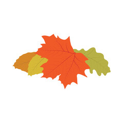 fall leaves isolated on white