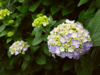 色づき始めた大輪の紫の紫陽花