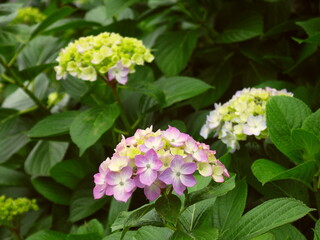 色づき始めた大輪の紫の紫陽花