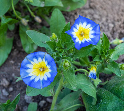 Dwarf Convolvulus tricolor close_up of flower