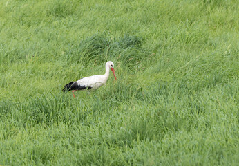 Obraz na płótnie Canvas stork walking in the meadow