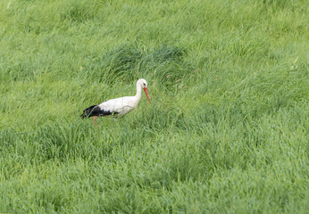 stork walking in the meadow