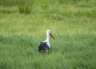 stork in the grass