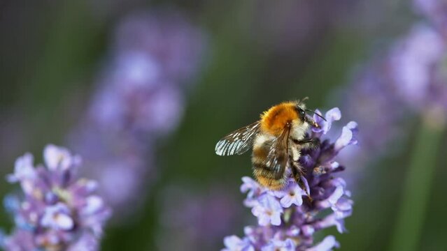 Close up of bumble-bee flying and collecting nectar pollen around garden lavender flowers . Super slow motion filmed at 1000 fps.