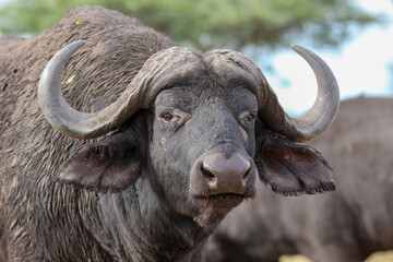 African or Cape buffalo, Kruger National Park, South Africa
