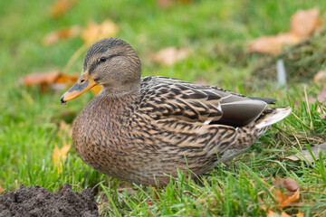 female mallard duck sitting in the grass