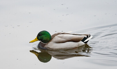 mallard duck swimming in a pond