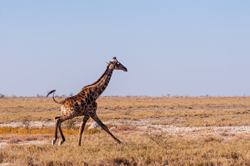 A galloping Giraffe - Giraffa Camelopardalis- on the plains of Etosha National Park, Namibia.