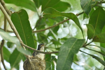 baby white throat fantail bird feeding by father and mother feeding in nest under mango tree