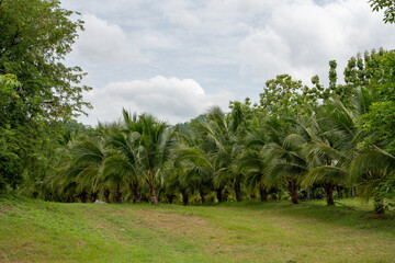 Obraz premium Coconut Tree at Coconut Farm
