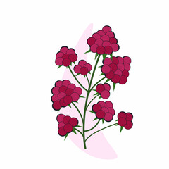 Flat vector illustration of delicious sweet summer raspberry branch