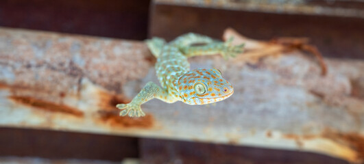 Tokay gecko upside down on the roof at alone farm