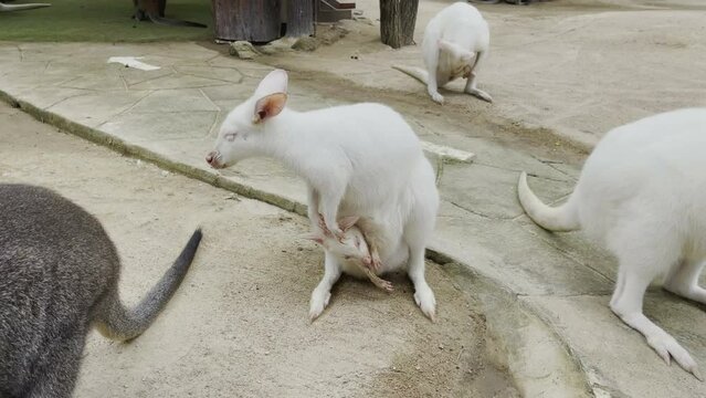 White Wallaby with baby in ventral sac with family in zoo