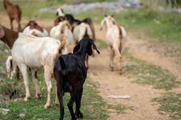 Naklejka na ściany i meble goats in a meadow of a goat farm. White goats