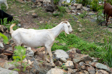 goats in a meadow of a goat farm. White goats - obrazy, fototapety, plakaty