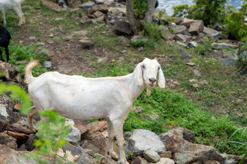 goats in a meadow of a goat farm. White goats - obrazy, fototapety, plakaty