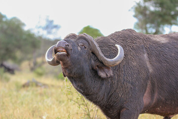 Cape or African buffalo exhibiting the flehmen response, Kruger National Park, South Africa