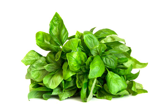 Sweet Basil Herb Leaves Bunch Isolated On White Background