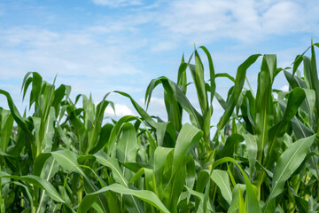 Fototapeta premium Corn garden plants in Corn field farm