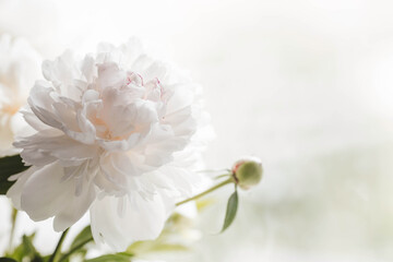 A beautiful white bouquet of peonies in the sunlight. Flowers and buds close-up.