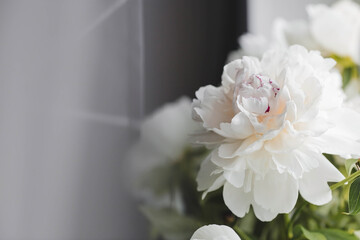 A beautiful white bouquet of peonies in the sunlight. Flowers and buds close-up.