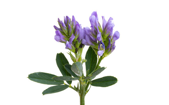 alfalfa flower isolated