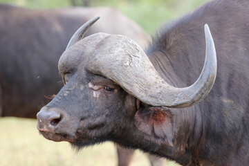 African or Cape buffalo, Kruger National Park, South Africa