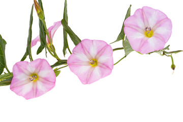 meadow bindweed isolated