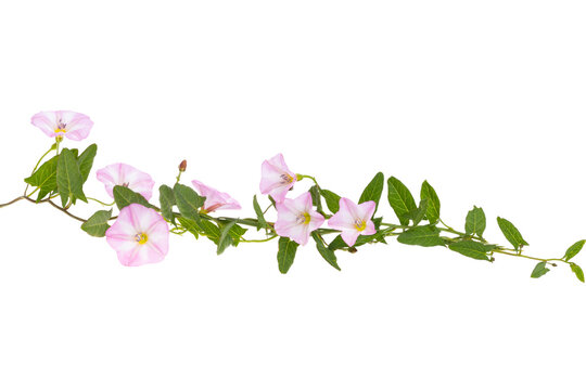 meadow bindweed isolated