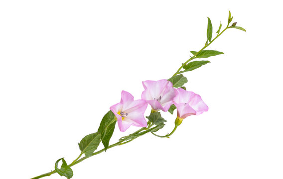 meadow bindweed isolated