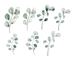 Set watercolor herbal elements.Eucalyptus Green leaf branches.Isolated on a white background.