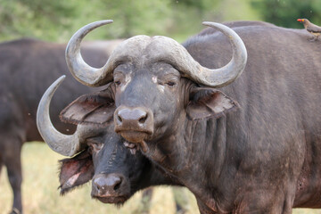 African or Cape buffalo, Kruger National Park, South Africa