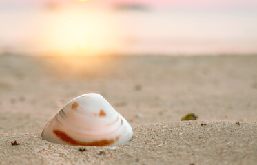 Fototapeta na wymiar A shell with an unusual natural pattern in the form of a smiley face at sunset. Selective focus, blurred background