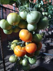 Tomate en crecimiento