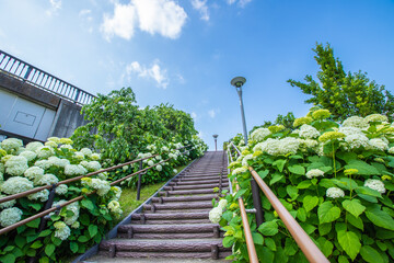 シンボルプロムナード公園　紫陽花・風景