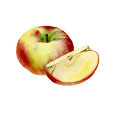 Apple. Botanical watercolor illustration isolated on white