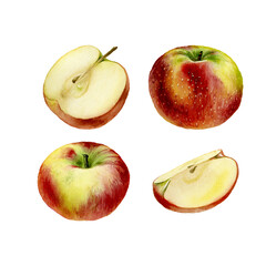 Apple. Botanical watercolor illustration isolated on white