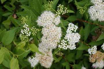 White Spirea in Bloom as Background