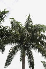 Fototapeta na wymiar palm tree in black and white