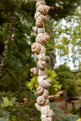 Garland of seashells on background of green forest