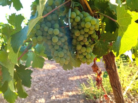 Uvas en vi&ntilde;edo