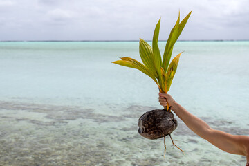 hand holding coconut plant in polynesia blue lagoon background